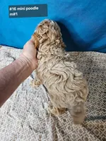 Miniature Poodle M #1, a male Poodle - Miniature  for sale in Princeton, KY – 2 of 5