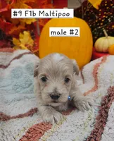 F1b Maltipoo Male #2   (9), a male Maltipoo and Poodle - Toy  for sale in Princeton, KY – 4 of 5