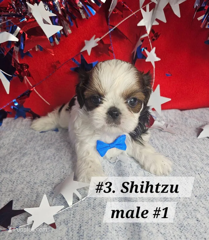 Shihtzu  m#1 – Shih Tzu puppy for sale in Princeton, KY