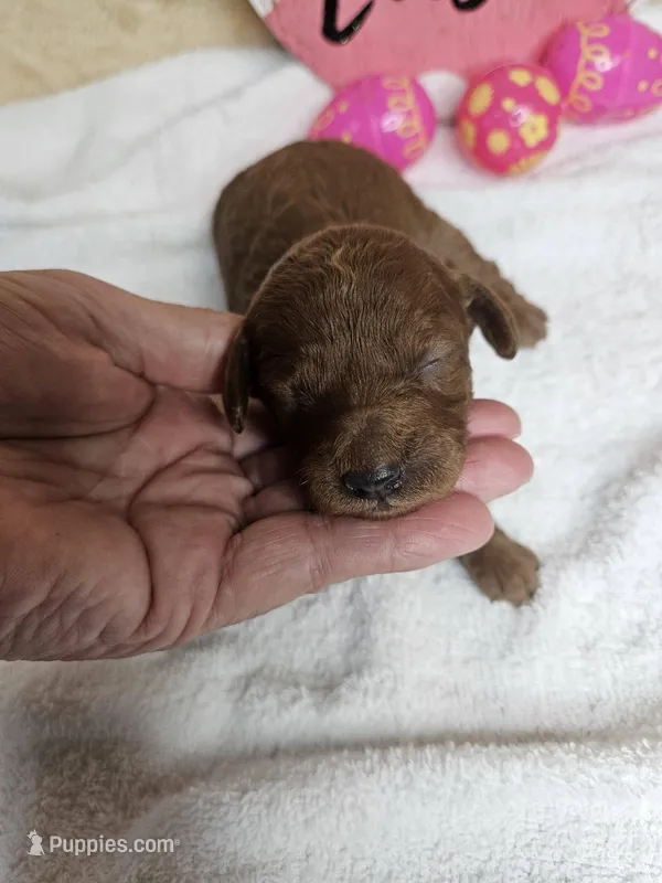 F1b Goldendoodle Mini F 1 – Miniature Goldendoodle puppy for sale in Princeton, KY