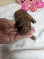 F1b Goldendoodle Mini F 1, a female Miniature Goldendoodle for sale in Princeton, KY – Photo 1 of 4