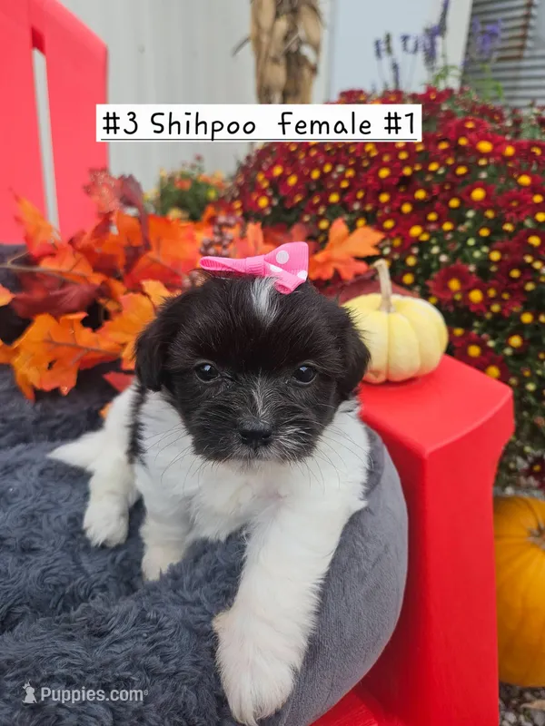 ShihPoo f #1 (3) – Shihpoo puppy for sale in Princeton, KY