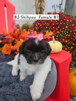 ShihPoo f #1 (3), a female Shihpoo for sale in Princeton, KY – 1 of 3