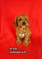 F1b Cockerpoo , a male Cockapoo for sale in Princeton, KY – 5 of 6