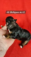 F1b Shih-Poo M#2, a male Shih Tzu and Poodle - Miniature  for sale in Princeton, KY – 6 of 6