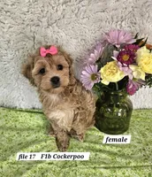 F1b Cockerpoo f, a female Cockapoo for sale in Princeton, KY – 2 of 6