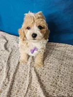 Minature Poodle M#2, a male Poodle - Miniature  for sale in Princeton, KY – 2 of 7