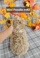 REDUCED Miniature Poodle M #2 , a male Poodle - Miniature  for sale in Princeton, KY – 2 of 4
