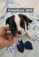 Frenchton  m #3, a male Boston Terrier and French Bulldog for sale in Princeton, KY – 2 of 3
