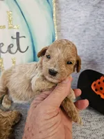 SMALL Miniature Poodle (6) Male #1, a male Poodle - Toy  and Poodle - Miniature  for sale in Princeton, KY – 4 of 4
