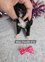 Miniature Poodle F #2, a female Poodle - Miniature  for sale in Princeton, KY – 6 of 6
