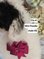 Miniature Poodle M#2, a male Poodle - Miniature  for sale in Princeton, KY – 3 of 5