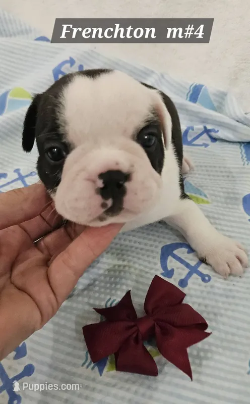 Frenchton  m #4 – Boston Terrier, French Bulldog puppy for sale in Princeton, KY