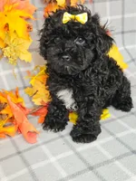REDUCED Miniature Poodle F , a female Poodle - Miniature  for sale in Princeton, KY – 2 of 3