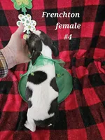 Frenchton F#4, a female Boston Terrier and Frenchton for sale in Princeton, KY – Photo 2 of 2