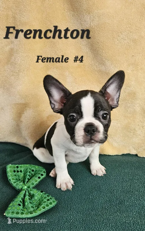 Frenchton F#4 – Boston Terrier, Frenchton puppy for sale in Princeton, KY