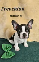 Frenchton F#4, a female Boston Terrier and Frenchton for sale in Princeton, KY – Photo 1 of 2