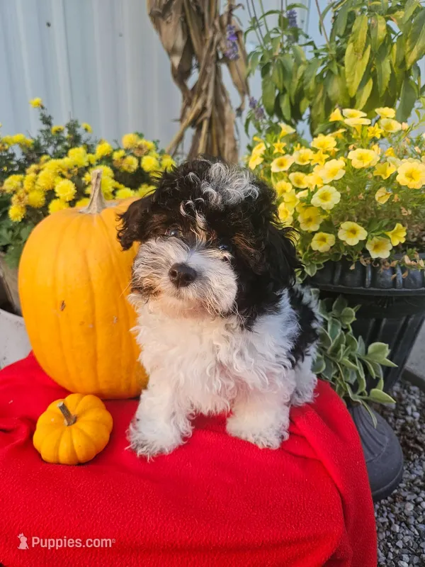 Maltipoo M#1 – Maltipoo puppy for sale in Princeton, KY