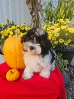 Maltipoo M#1, a male Maltipoo for sale in Princeton, KY – 1 of 1