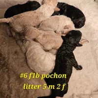 F1b Pochon M#2, a  Bichpoo for sale in Princeton, KY – Photo 2 of 2
