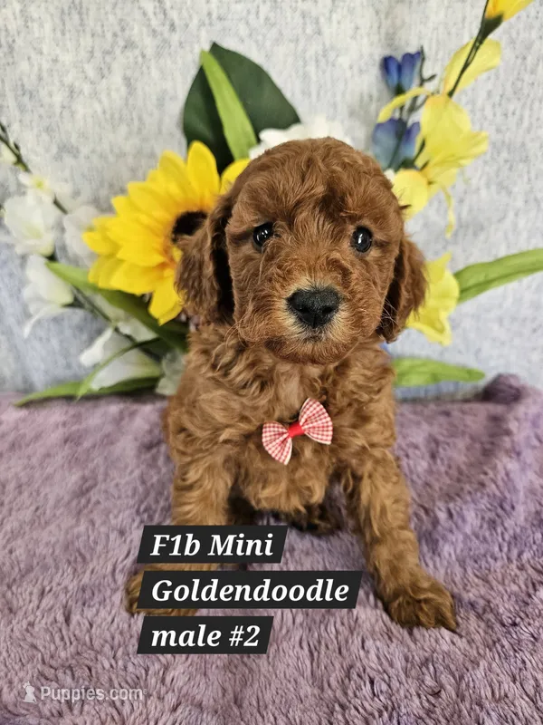 F1b Mini Goldendoodle  m 2 – Miniature Goldendoodle puppy for sale in Princeton, KY
