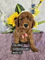 F1b Mini Goldendoodle  m 2, a male Miniature Goldendoodle for sale in Princeton, KY – 1 of 7