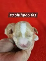 F1b Shih-Poo F#1, a female Shih Tzu and Poodle - Miniature  for sale in Princeton, KY – 5 of 5