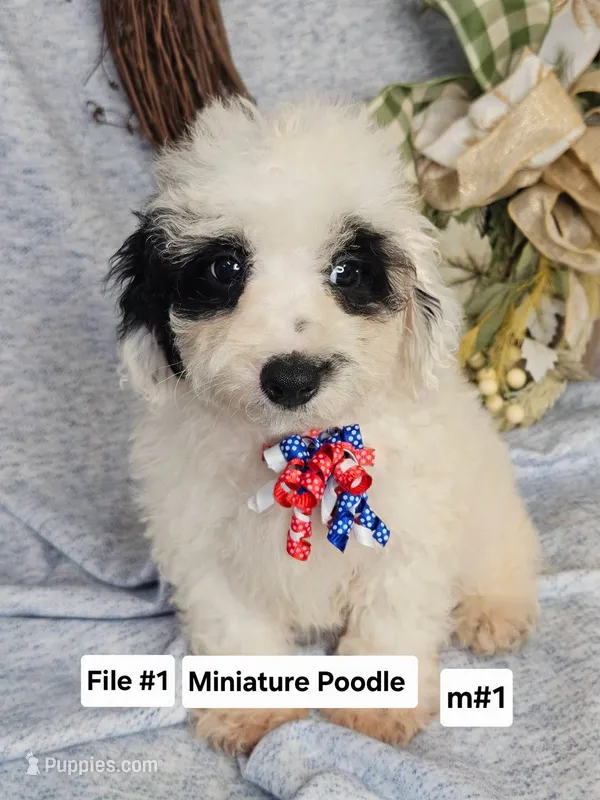 Miniature Poodle m #1 – Poodle - Miniature  puppy for sale in Princeton, KY