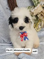 Miniature Poodle m #1, a male Poodle - Miniature  for sale in Princeton, KY – 1 of 4