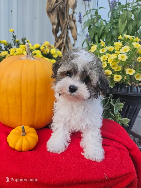 Maltipoo M#2 – Maltipoo puppy for sale in Princeton, KY