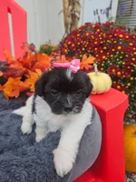 ShihPoo f #1 (3), a female Shihpoo for sale in Princeton, KY – 3 of 3