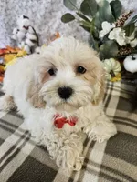 Shihtzu mix, a male Shih Tzu for sale in Princeton, KY – Photo 1 of 5