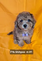 F1b Shih-Poo M#2, a male Shih Tzu and Poodle - Miniature  for sale in Princeton, KY – 2 of 10
