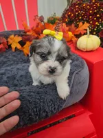 ShihPoo -  9-10-26  Female #2  (3), a female Shihpoo for sale in Princeton, KY – 2 of 4