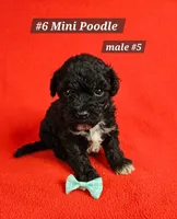 Miniature Poodle M#5, a male Poodle - Miniature  for sale in Princeton, KY – 4 of 4