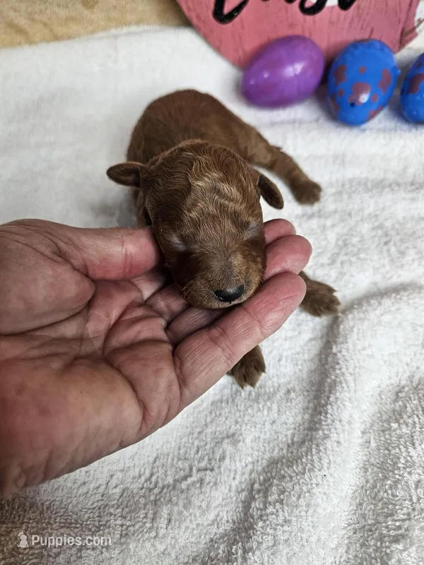 F1b Goldendoodle Mini m 4 – Miniature Goldendoodle puppy for sale in Princeton, KY