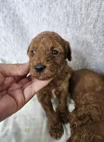 F1b Goldendoodle Mini m 4, a male Miniature Goldendoodle for sale in Princeton, KY – Photo 2 of 4