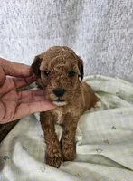 F1b Goldendoodle Mini m 4, a male Miniature Goldendoodle for sale in Princeton, KY – Photo 3 of 4