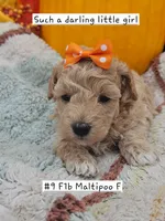 F1b Maltipoo Female #1  (9), a female Maltipoo and Poodle - Toy  for sale in Princeton, KY – 2 of 5