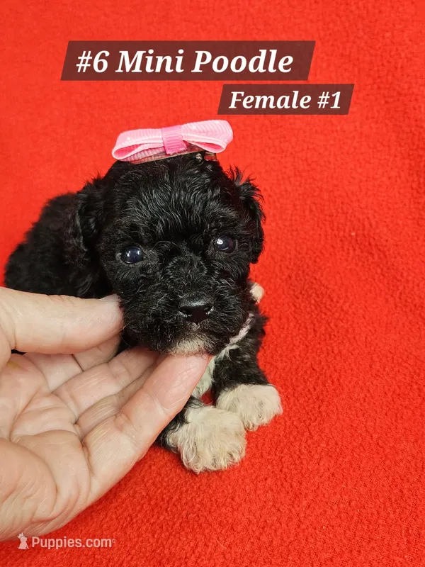 Miniature Poodle F#1 Pink – Poodle - Miniature  puppy for sale in Princeton, KY