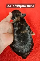 F1b Shih-Poo M#2, a male Shih Tzu and Poodle - Miniature  for sale in Princeton, KY – 3 of 6