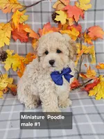 Reduced Miniature Poodle , a male Poodle - Miniature  for sale in Princeton, KY – 2 of 5
