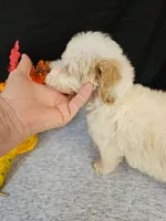 F1b Mini Goldendoodles  M#3, a male Miniature Goldendoodle for sale in Princeton, KY – 6 of 7