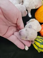 F1b Maltipoo Female #1  (9), a female Maltipoo and Poodle - Toy  for sale in Princeton, KY – 5 of 5