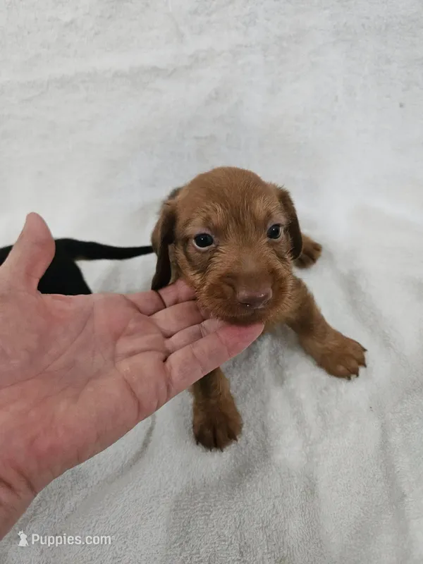 Miniature Dachshund M #2 – Miniature Dachshund puppy for sale in Princeton, KY