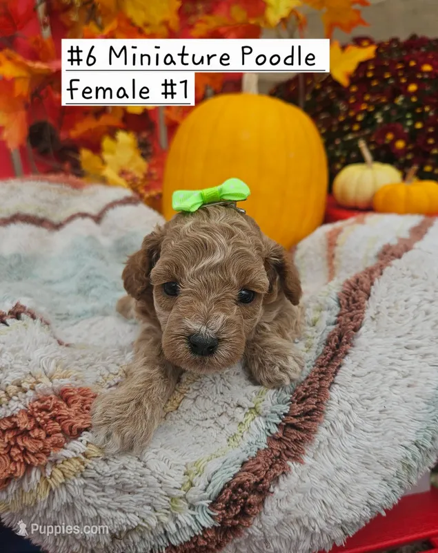 SMALL Miniature Poodle (6)  Female #1 – Poodle - Toy , Poodle - Miniature  puppy for sale in Princeton, KY