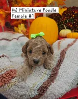 SMALL Miniature Poodle (6)  Female #1, a male Poodle - Toy  and Poodle - Miniature  for sale in Princeton, KY – 1 of 4
