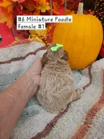 SMALL Miniature Poodle (6)  Female #1, a male Poodle - Toy  and Poodle - Miniature  for sale in Princeton, KY – 2 of 4