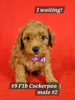 F1b Cockerpoo Male #2, a male Cockapoo for sale in Princeton, KY – 2 of 4