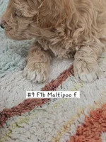 F1b Maltipoo Female #1  (9), a female Maltipoo and Poodle - Toy  for sale in Princeton, KY – 3 of 5